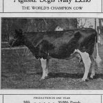 Un banquet en l’honneur d’une vache