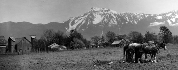 Photo en noir et blanc d'un attelage de chevaux de trait dans un champ avec des bâtiments agricoles et une montagne en arrière-plan.