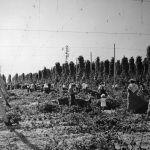 Houblonnière et cueilleurs à Agassiz