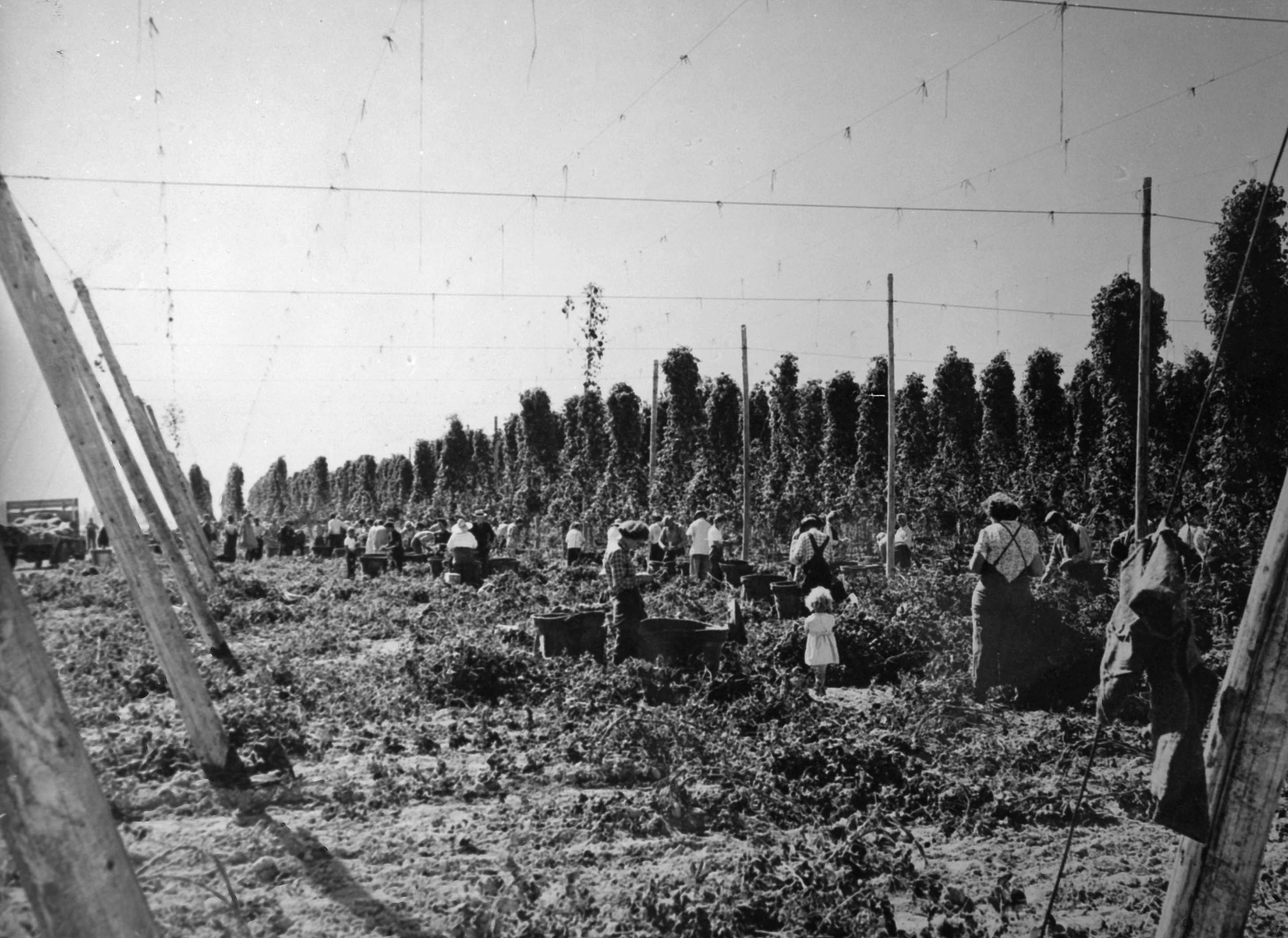 Photo en noir et blanc d'enfants et d'adultes cueillant du houblon dans un champ.