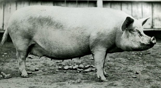 Photo en noir et blanc d'une grande truie.