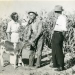 Saison des récoltes du maïs à Agassiz