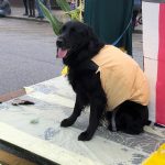 Le corn dog d’Agassiz