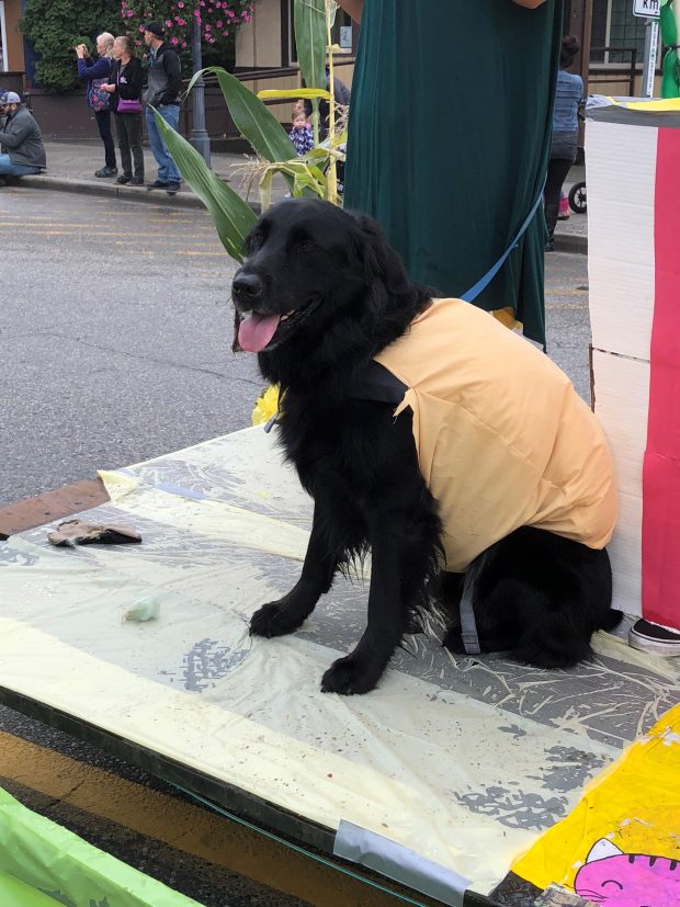 Photo en couleur d'un chien noir déguisé en corn dog sur un char du défilé.