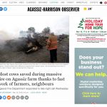 Sauvetage de la plupart des vaches lors d’incendies massifs à la ferme Agassiz grâce au travail rapide des fermiers et des voisins