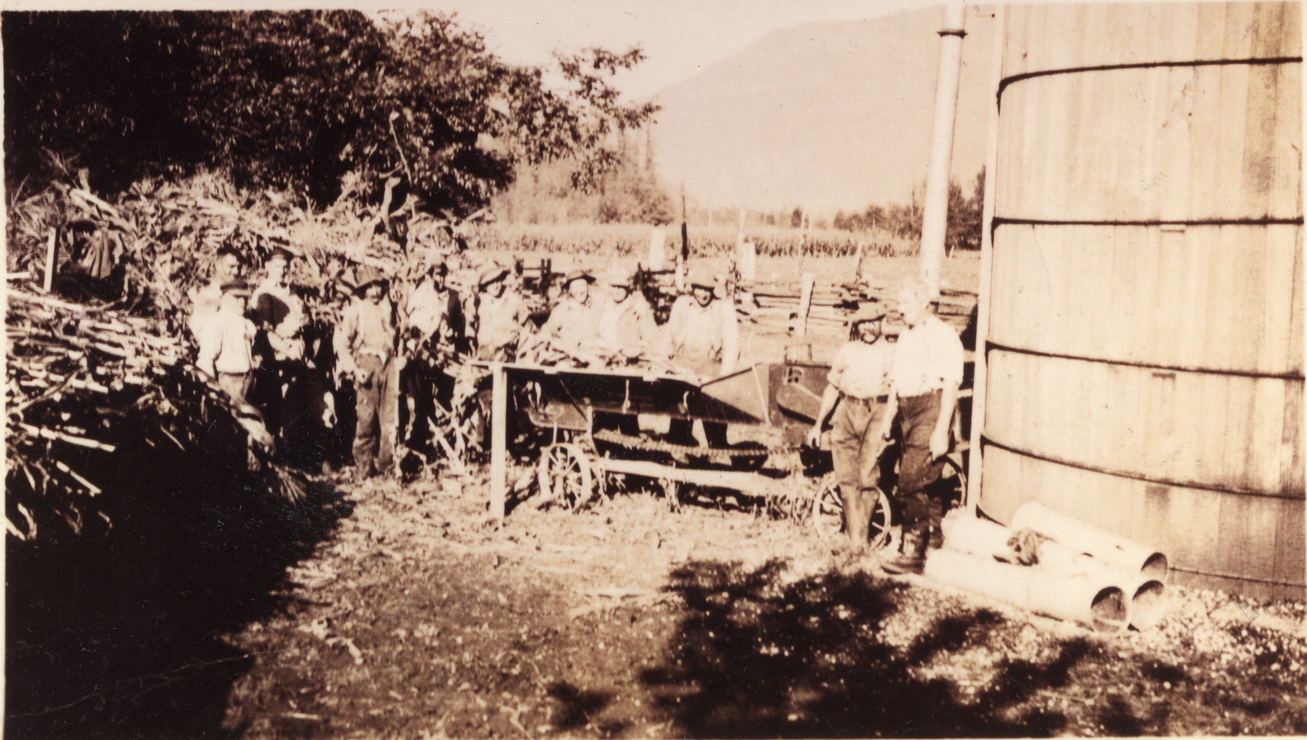 Photo en noir et blanc d'hommes sont en train de faire de l'ensilage de maïs. Ils sont debout à côté d'un silo et d’une pile de tiges de maïs. Plusieurs hommes se tiennent derrière une machine qu'ils alimentent avec les tiges de maïs.
