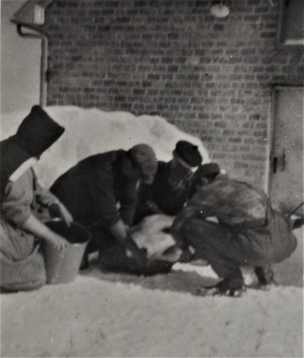 Photo en noir et blanc de trois hommes agenouillés dans la neige autour d’une bête, avec une femme en habit religieux tenant un sceau.