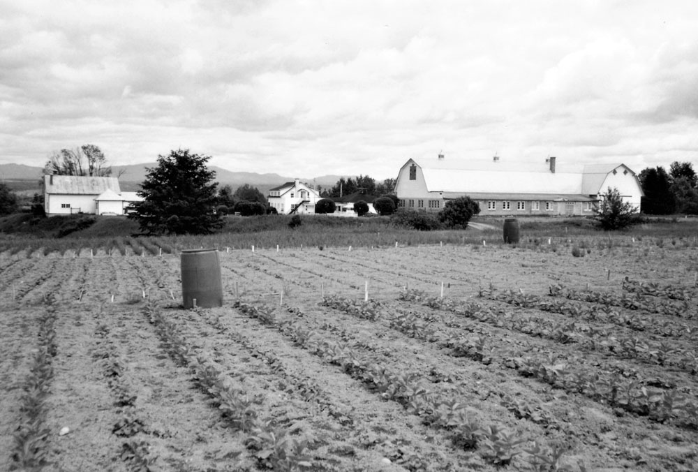 Photo en noir et blanc de plusieurs rangs de légumes.