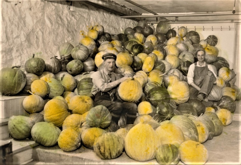 Photo en noir et blanc de deux hommes assis sur plusieurs citrouilles. Ces dernières ont été colorées à la main en jaune et en vert.