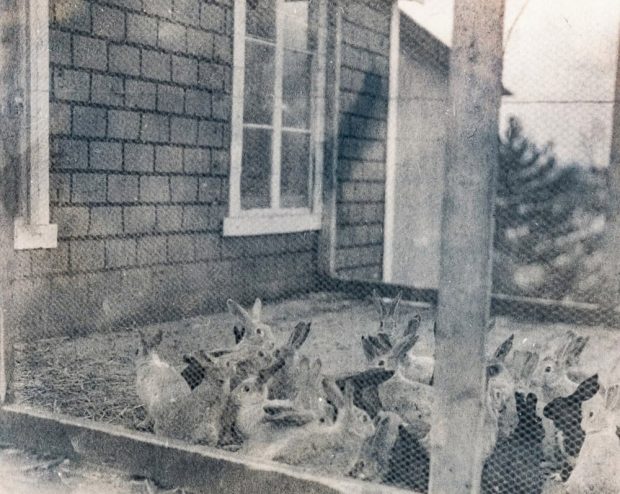 Photo en noir et blanc de plusieurs lapins dans un enclos.