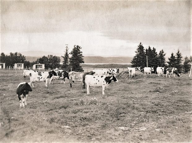 Photo en noir et blanc de plusieurs vaches dans un champ.