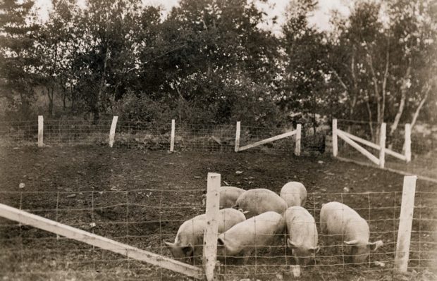 Photo en noir et blanc de plusieurs porcs dans un enclos.