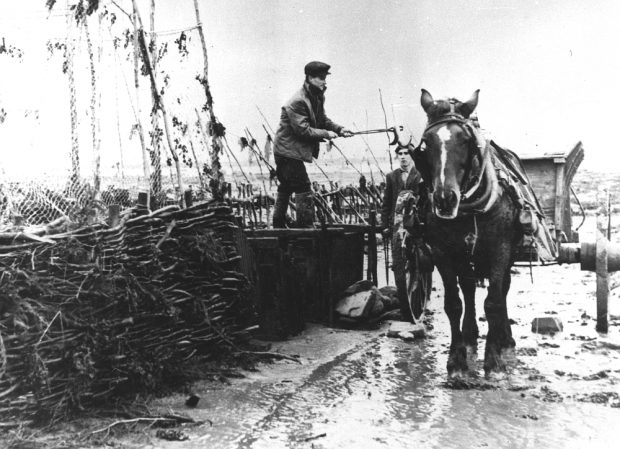 Le long d'une pêche à anguilles, un homme debout sur un gros coffre de bois manipule une pince à longs manches avec laquelle il tient une anguille au-dessus d’une remorque attelée à un cheval; photo noir et blanc.