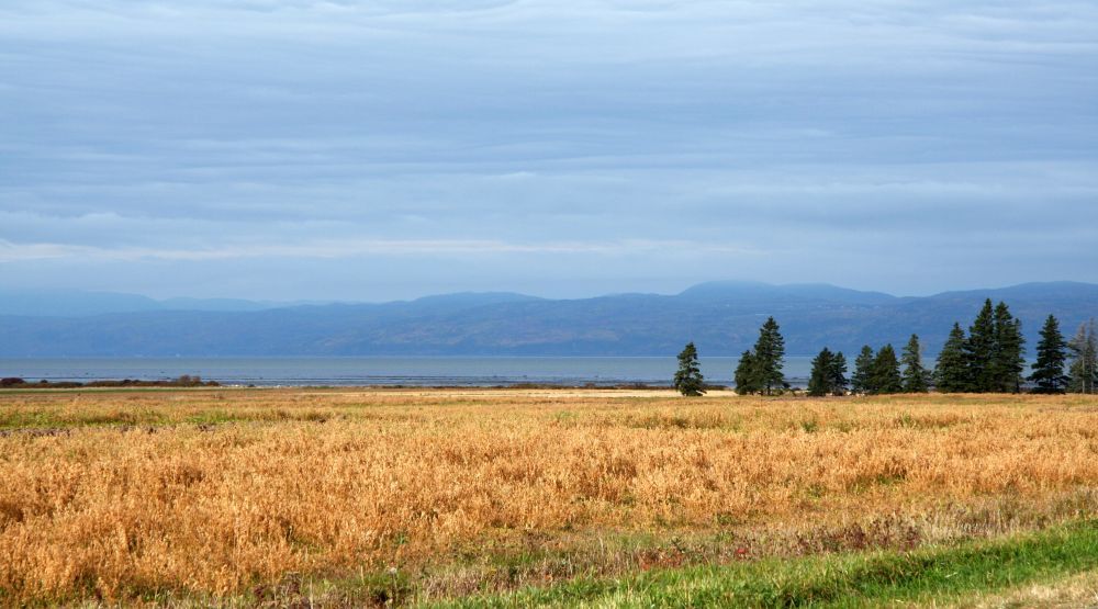Paysage de campagne à l’automne près du fleuve; champs dorés, bosquet de sapins et d’épinettes, fleuve et montagnes sous un ciel légèrement ombragé.