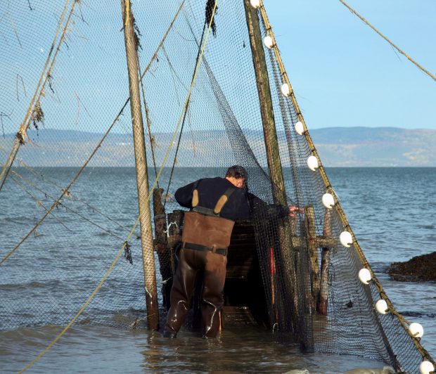 Dos au photographe, un homme en bottes-pantalon regarde le dessus de premier entonnoir de sa pêche (l’ansillon) à anguilles. Il pousse avec sa main droite un filet de pêche. Il a de l’eau au-dessus des chevilles. En arrière-plan, on aperçoit des montagnes.