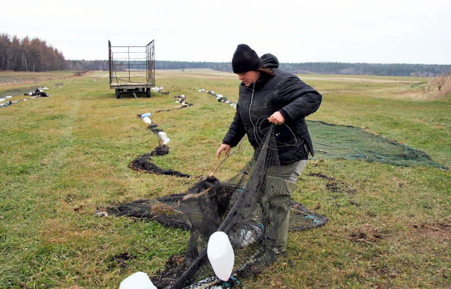 Une femme déploie un filet de pêche dans un champ. D’autres filets sont étendus au sol et une remorque à foin vide est au centre de l’image. Il y a une forêt en arrière-plan.