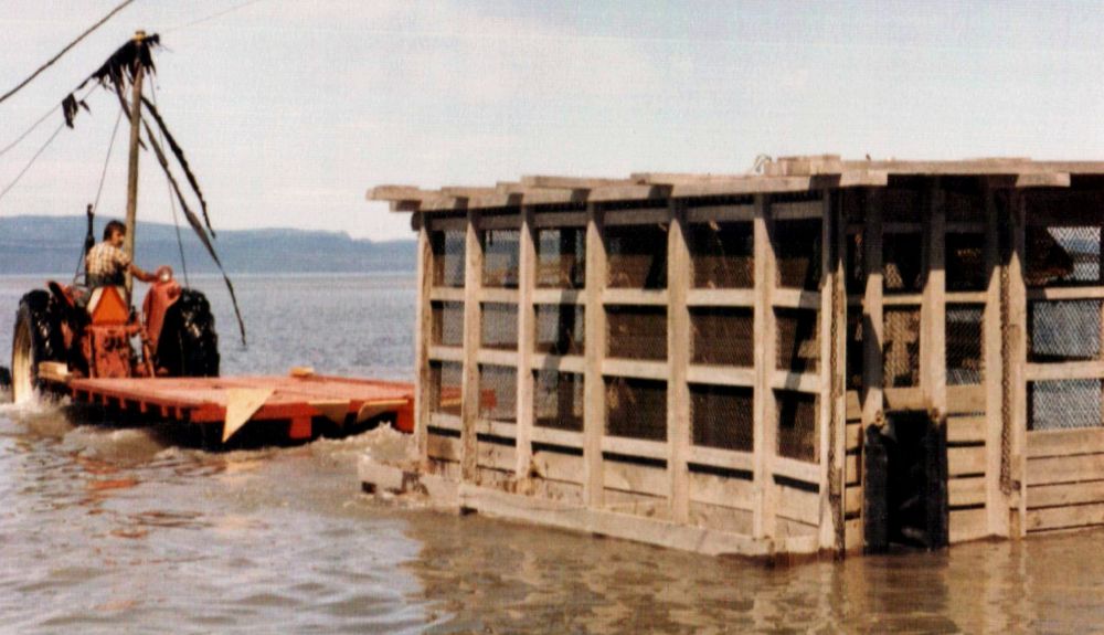 Une immense cage rectangulaire ayant une structure de bois et recouverte de treillis métalliques est transportée sur la rive du fleuve dans une remorque tirée par un tracteur. 