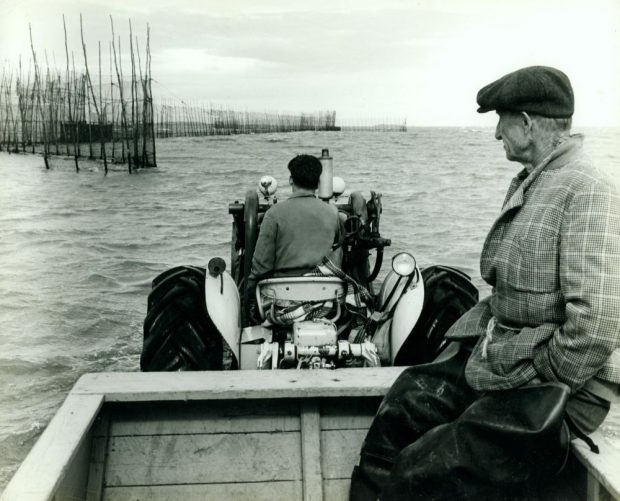 Un homme conduit un tracteur qui avance dans le fleuve vers une pêche à anguilles, l'eau est assez haute. Un second homme, d'un certain âge, est passager dans la remorque du tracteur. Il porte des bottes de pêche et un veston à carreaux tenu fermé par une corde en guise de ceinture; photo noir et blanc.