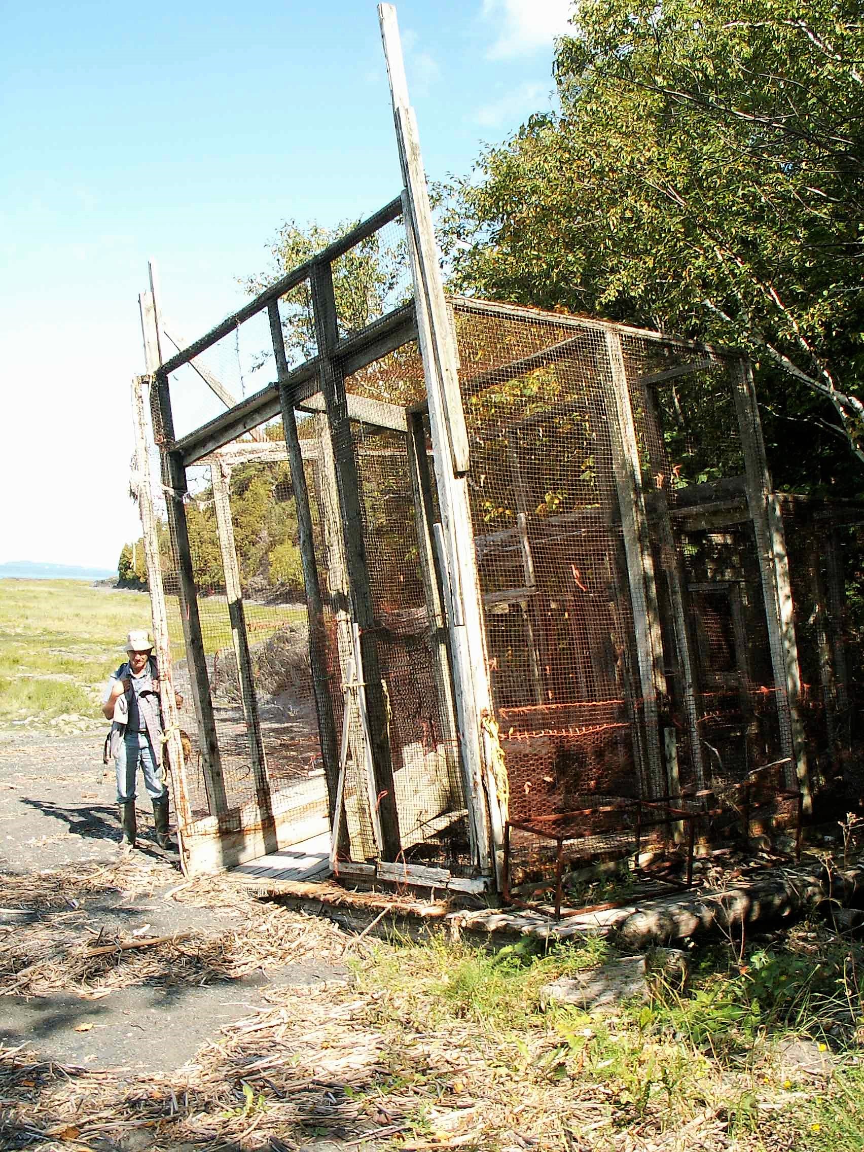 Cage en treillis métallique dont la structure est de planches. Elle mesure environ 6 mètres par 5 mètres et est échouée dans une baie bordée d'arbres, un homme est debout à gauche, c'est l'été.