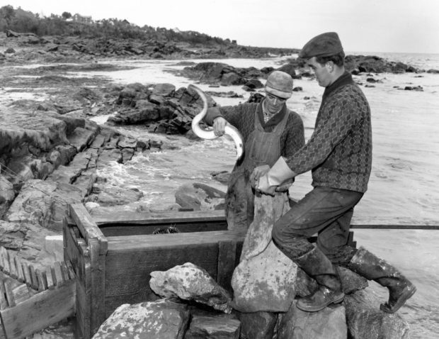 Un homme est debout dans le coffre en bois d’une pêche à anguilles dans une baie. Il tient une anguille d'une main et ouvre un sac de jute de l’autre. Près du coffre, un jeune homme debout sur des roches tient également le sac; photo noir et blanc.