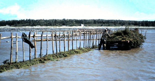 Une remorque débordante de branches de sapin et tirée par un cheval est arrêtée le long d’une rangée de poteaux qui s’avance dans l'eau, au loin on voit la rive. Les pieds dans l'eau, deux hommes prennent les branches de la remorque.