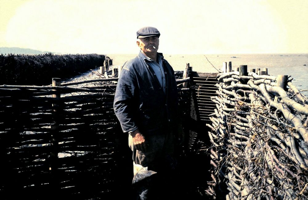 Un homme en habits de travail et casquette, cigarette à la bouche, debout dans ce qui apparaît être un enclos fermé par deux barrières de branchages qui se rejoignent à l'ouverture d'un contenant de bois. Les barrières lui arrivent aux épaules. En arrière-plan le fleuve et une autre barrière de branchage qui s'avance dans l'eau.