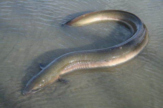 Une anguille argentée formant un demi-cercle sur du sable gris recouvert d'une mince couche d'eau.