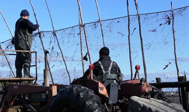 Le long d'un filet de pêche à anguilles, un homme conduit un tracteur dans la pelle duquel un autre travailleur attache le haut du filet à une perche en bois.