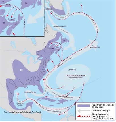 Carte marine montrant la côte est américaine jusqu'au Mexique et le trajet fait par les anguilles pour remonter de la mer des Sargasses jusqu'au Saint-laurent et y redescendre à la fin de leur vie pour s’y reproduire. La mer des Sargasses se situe dans l'océan Atlantique à la hauteur des états de la Virginie et des Caroline Nord et Sud.