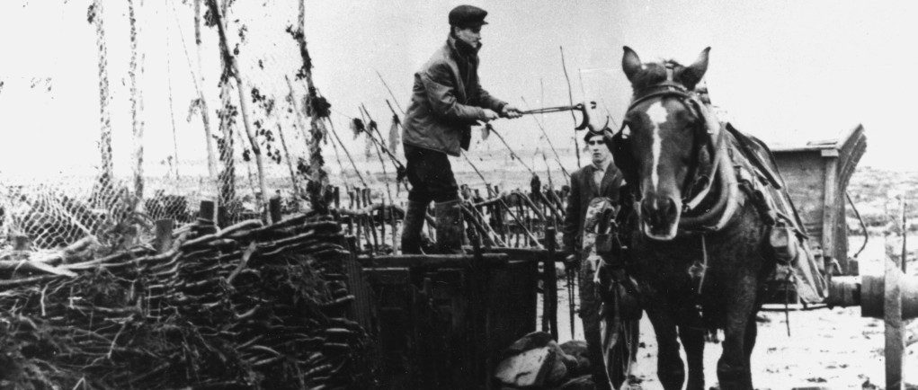 Le long d'une pêche à anguilles, un homme debout sur un gros coffre de bois manipule une pince à longs manches avec laquelle il tient une anguille au-dessus d’une remorque attelée à un cheval; photo noir et blanc.