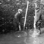 Une pêche à fascines à Kamouraska