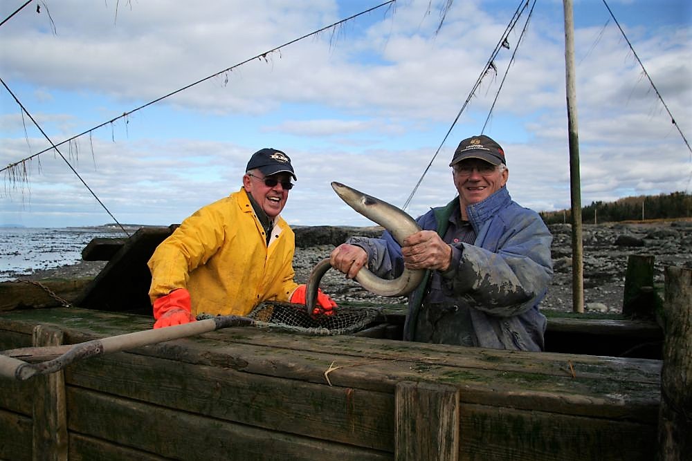 Deux hommes rieurs sont debout dans un grand coffre en bois servant à garder les anguilles captives dans la pêche. L’un d'eux tient une anguille à mains nues et l'autre le regarde.