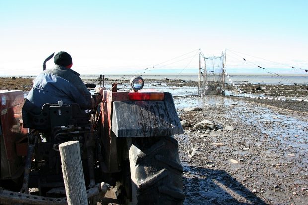 Un homme, vu de dos, se dirige en tracteur vers une pêche à anguilles. Au loin, on voit le fleuve à marée basse.
