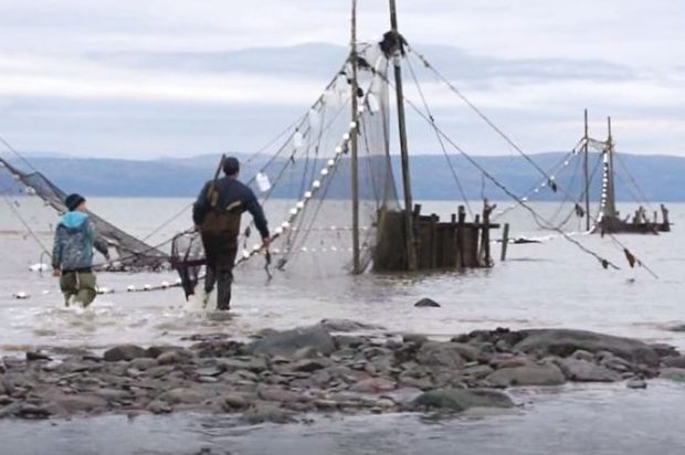 Un pêcheur et un jeune garçon se dirigent vers les gros coffres en bois d’une pêche à anguilles. Ils portent des bottes-culottes. Ils ont de l’eau jusqu’aux genoux.