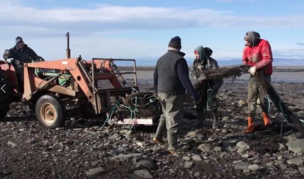 Trois hommes sur le rivage déposent un filet de pêche sur la pelle d'un tracteur conduit par un 4e homme.