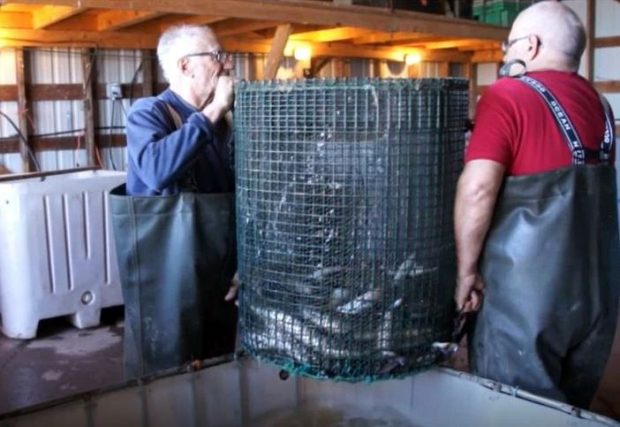 Deux hommes tiennent (de chaque côté) un grand panier rond et grillagé au-dessus d'un réservoir rempli d'eau. Il y a des anguilles dans le panier.