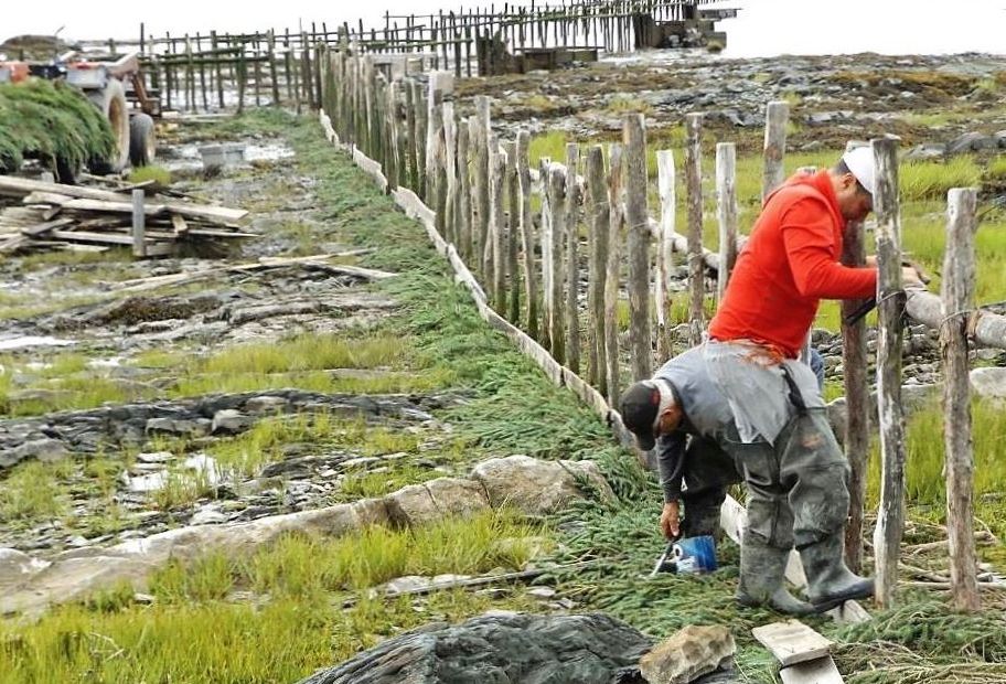 Une longue rangée de poteaux fichés dans un sol rocailleux et herbeux. Deux hommes mettent du sapinage à la base de la rangée.