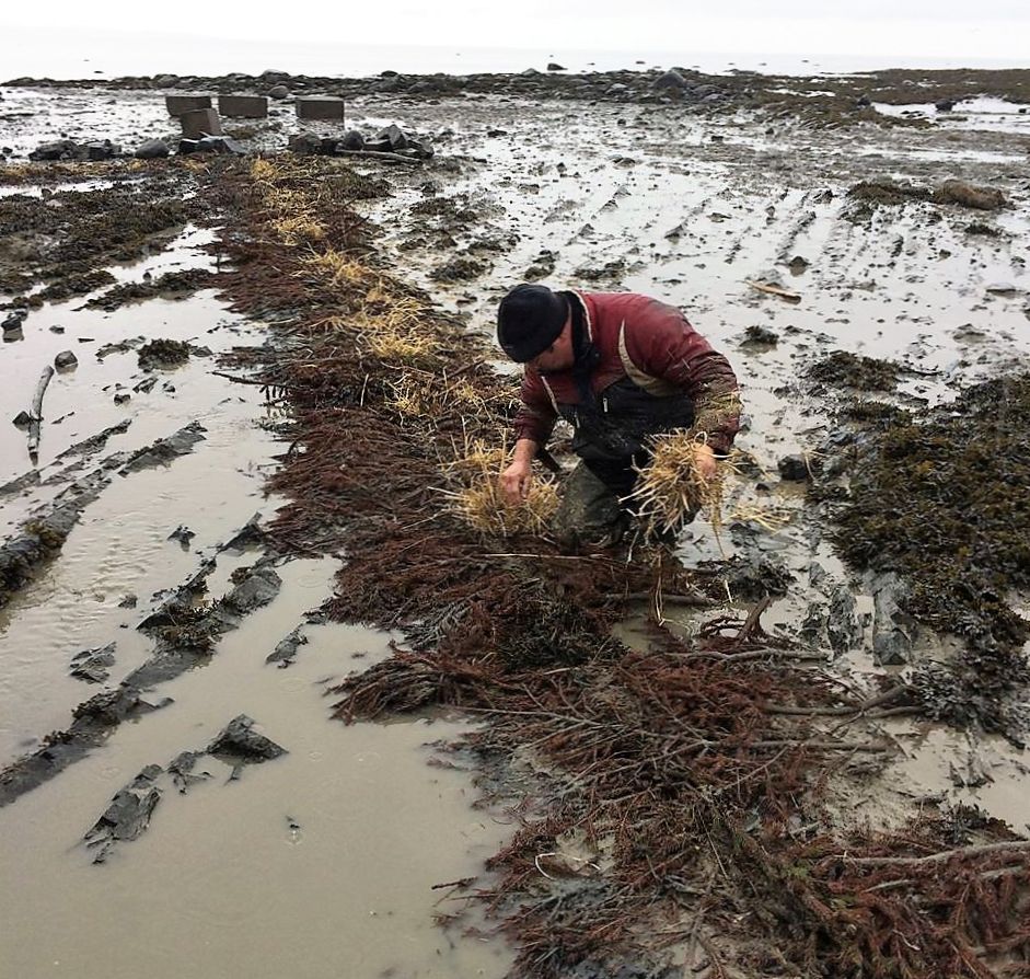 Sur le rivage, un homme accroupi met du foin dans des trous où se trouvaient les poteaux et les perches d’une pêche à anguilles.