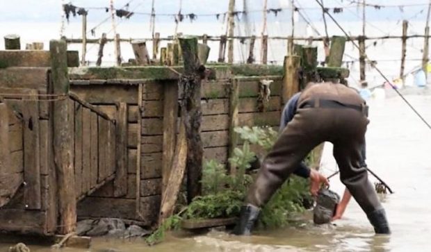 Un homme portant des bottes-pantalon est debout les pieds dans l'eau du fleuve. Il s'apprête à déposer une roche sur des branches d'épinette le long d'un grand coffre en bois servant à garder les anguilles captives dans la pêche.