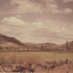 La prairie du ranch Guichon