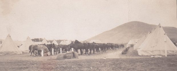 Un troupeau de chevaux mangent du foin dans un champ. Ils sont debout en rangs. Les chevaux sont attachés à une clôture par des cordages. Les chevaux sont entourés par des tentes en toile. 