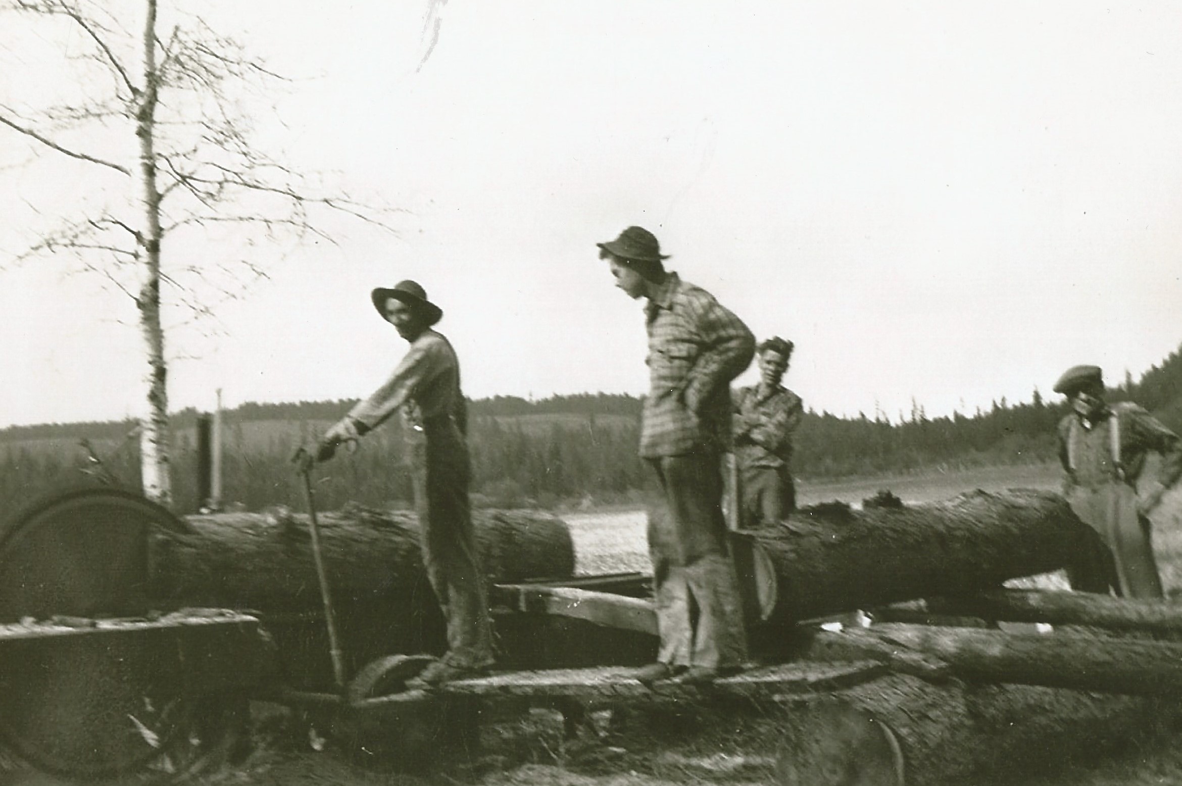 Quatre hommes travaillent à côté d’une scierie rudimentaire. La scie coupe une bûche de mélèze. Une autre bûche est sur un chariot pour être coupée après. La scierie est au milieu d’un champ.