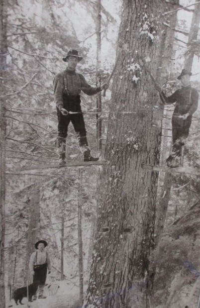 Deux hommes sont debout sur des planches placées dans un arbre et surélevées par rapport au sol. Il y a un homme et un chien au sol qui regardent les hommes dans l’arbre.