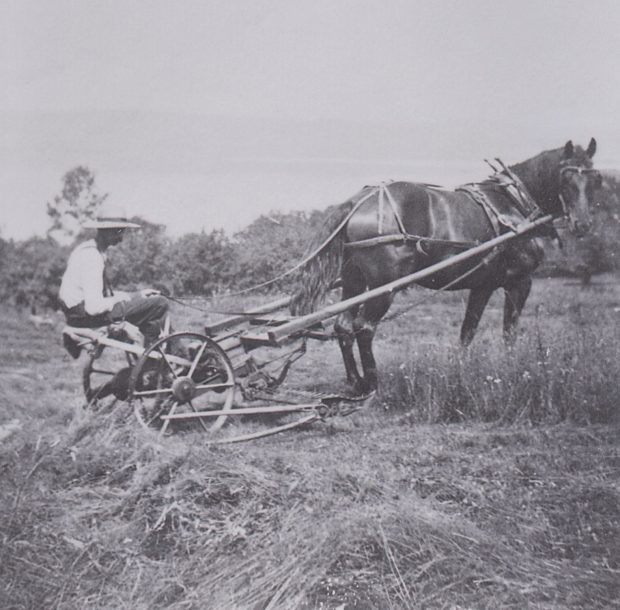 Vue de droite d’un homme assis sur une faucheuse tirée par un cheval