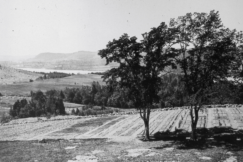 Potagers dans un paysage rural. Des arbres matures trônent au premier plan, une clôture en pierre marque l’extrémité du jardin et un lac se profile au loin