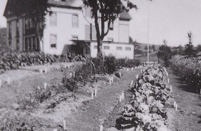 Rangée de choux adultes dans un potager derrière le bâtiment original de deux étages et demi. 