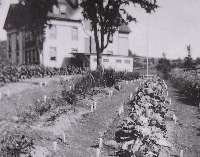 Rangée de choux adultes dans un potager derrière le bâtiment original de deux étages et demi. 