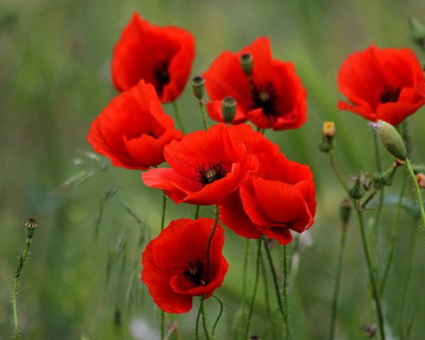 Fleurs de pavot rouge vif.