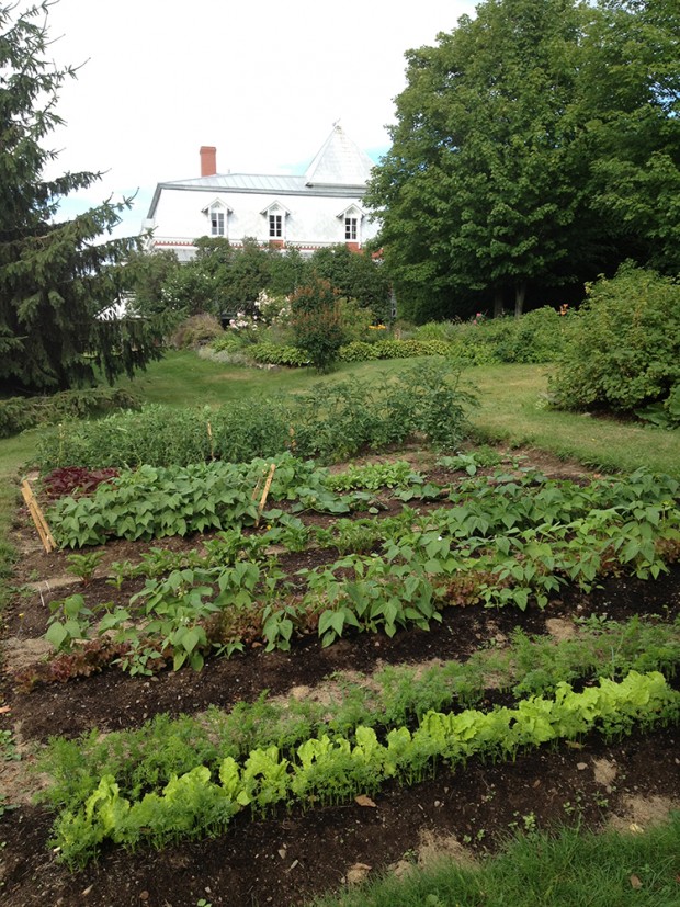 Photo couleur. Un potager au premier plan avec une maison en arrière-plan. 