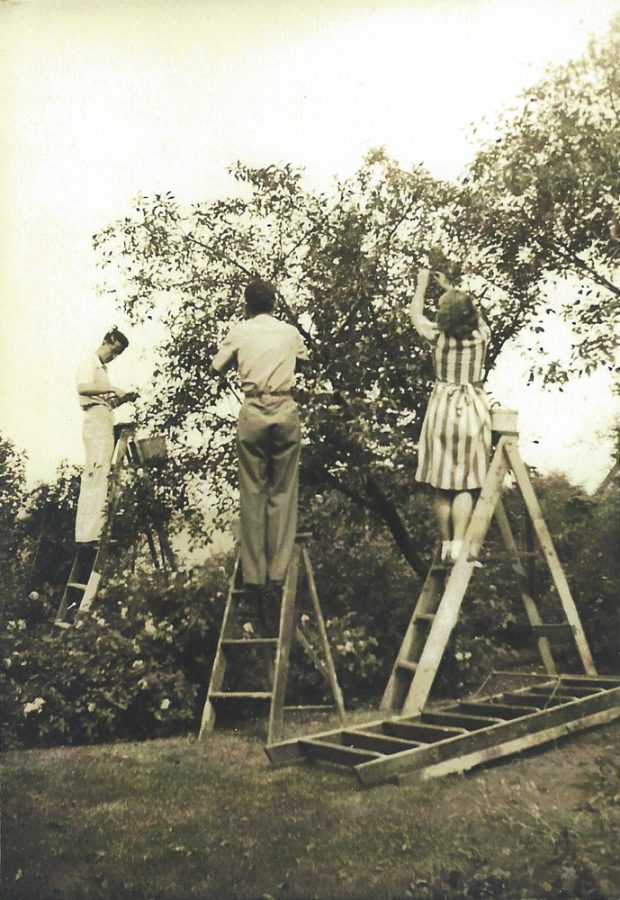 Photo noir et blanc. Trois personnes, deux jeunes hommes et une jeune femme font la cueillette de cerises perchés sur des escabeaux.